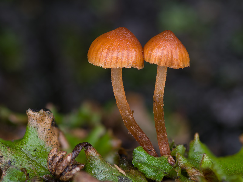 Galerina carbonicola